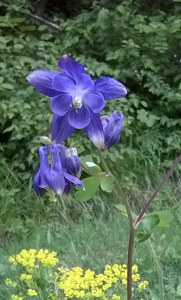 Aquilegia sp (Ranunculaceae)